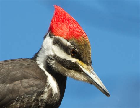Back in the U.S.A.: The Face of the Pileated Woodpecker