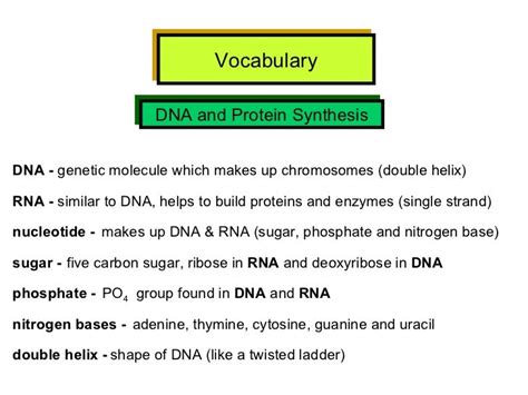 Chapter 8 From Dna To Proteins Vocabulary Practice Answers Section 12