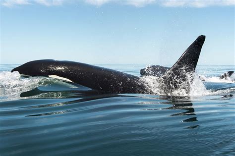 Killer Whales Swimming At The Surface Photograph By Christopher Swann