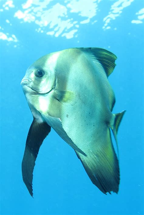 Longfin Spadefish Longfin Batfish Platax Teira Flickr