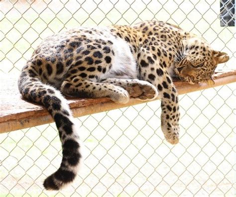 Leopards Barry R Kirshner Wildlife Sanctuary