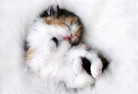 Cuddly Kitten Cute Mammals Pinterest