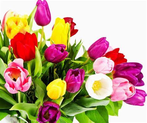 Wallpaper Tulips Flowers Bouquet Bright Colorful White
