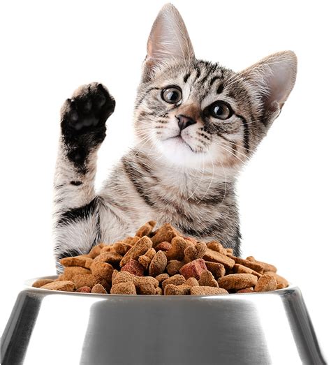 Through a combination of personal experience, studying the market for consumer feedback, and online studies, we've put together this brilliant list of dry food for kittens. Best Dry Kitten Food - Reviews of The Top Brands Of Dried ...