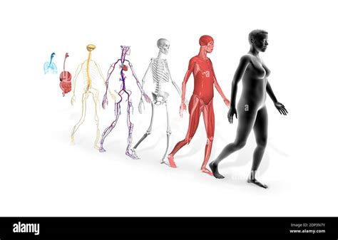 Human Body Systems Illustrations Of The Muscular Skeletal
