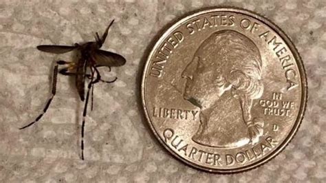 Mosquitoes The Size Of A Quarter Plague Houston Area Ahead Of Heavy