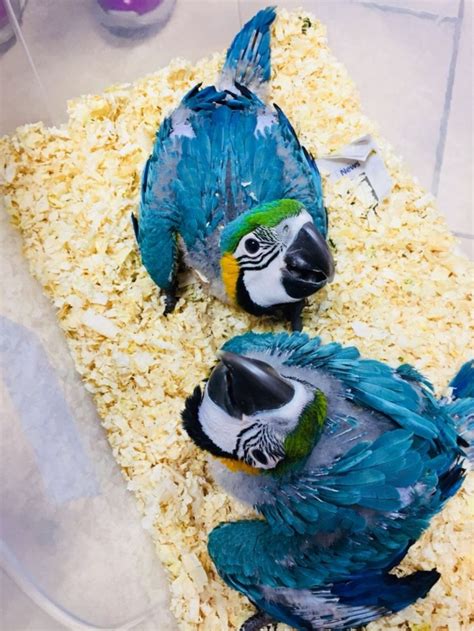 We try to carry furniture in various price ranges, but better. VERY TAME BABY BLUE AND GOLD MACAW STRUM For sale Green ...
