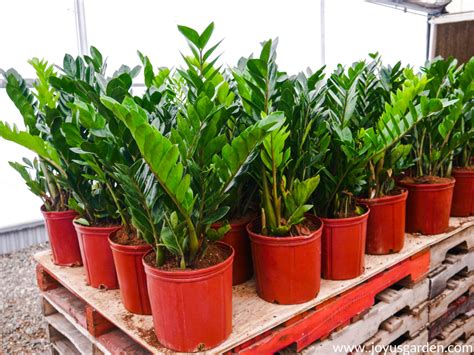 Zz Plant Care Tips A Tough As Nails Glossy Houseplant