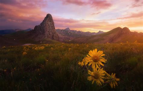 Wallpaper Field Summer The Sky Grass Clouds Light Sunset Flowers