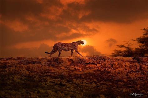 Cheetah At Sunset Kenya Photography By Kulmiye Chan