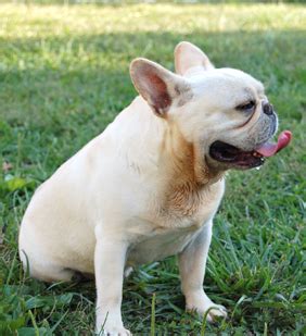 10:08 cutest puppies 1 355 940 просмотров. How To Stop Your French Bulldog Over Heating This Summer