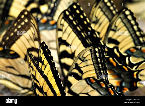 Un Resumen Reuni N De Mariposas Tiger Swallowtails Fotograf A De Stock