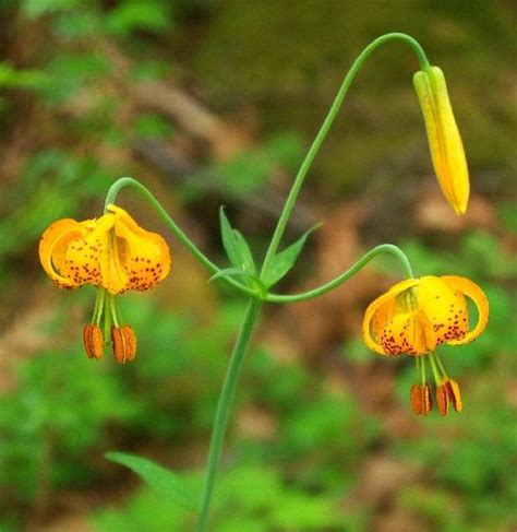 Pin On Edible Plants Berries And Mushrooms Found In The Pacific Nw