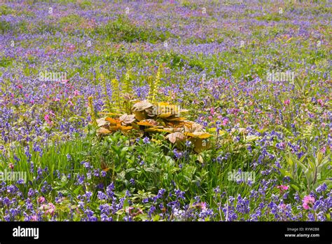 Bluebells And Meadow Flowers In A Clearing On Cothelstone Hill Part Of