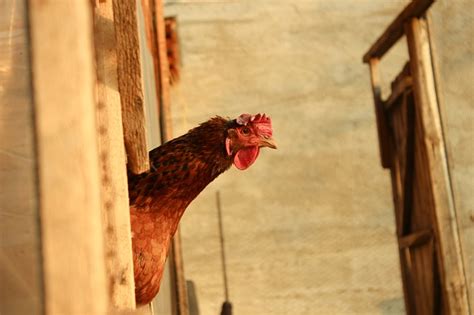 The 4 Most Humane Ways To Kill A Backyard Chicken Off The Grid News