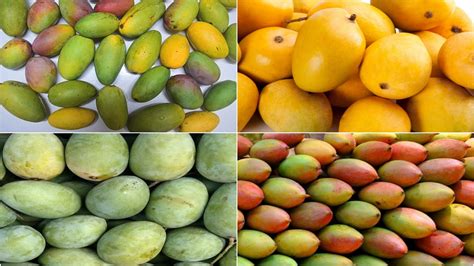 Food News 6 Popular Varieties Of Mangoes In India 🍔 Latestly
