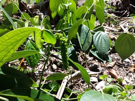 Growing Peppercorns How To Grow Peppercorns At Home