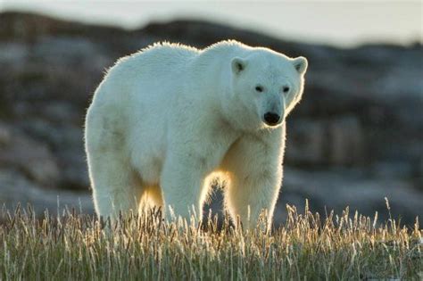 Polar Bear Shot Dead After It Kills Woman And Boy In Alaska During