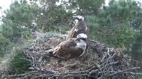 Ospreys Reunite At Loch Of The Lowes Scottish Wildlife Trust