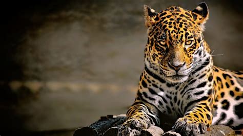 Leopard Leopard Animal Animals Big Cats Jaguars Wallpapers Hd