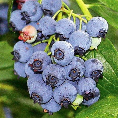 Blueray Blueberry Plant 20 Pounds Of Berries Per Bush 25 Pot