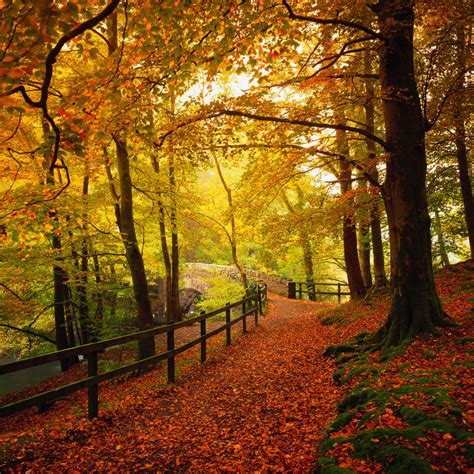Beautiful Autumn Pathway Scenery Journey Life Is A Journey