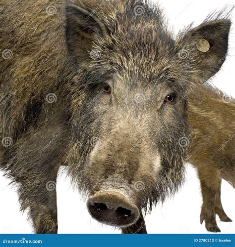 Wild Boar Stock Image Image Of Boar Bristle Hoofs Isolated 2780213