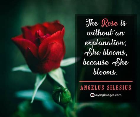 35 Amusing Roses Quotes That Celebrate Lifes Beauty