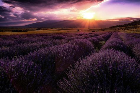 Lavender Field At Sunset Photograph By Plamen Petkov Fine Art America