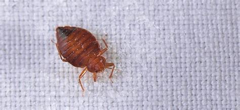 How Bad Are Bed Bugs In The United States Bed Western