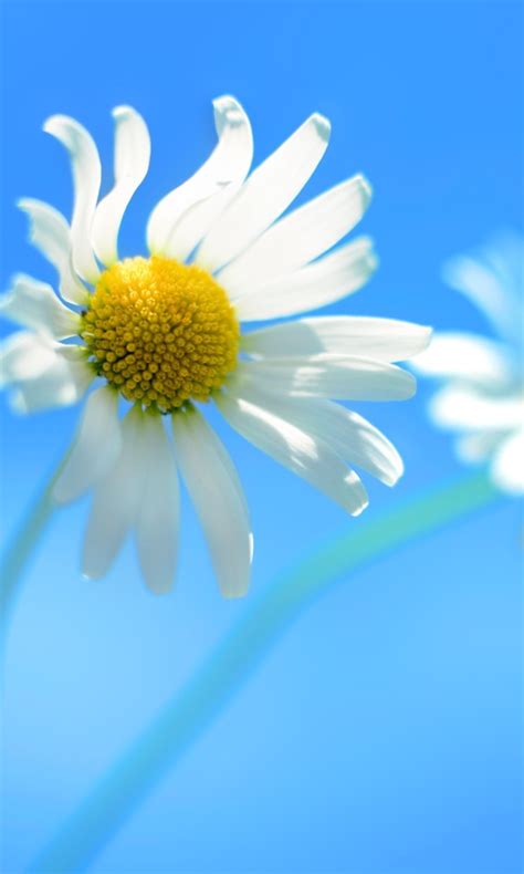 Windows 8 Daisy Flower Wallpaper For Nokia Lumia 920