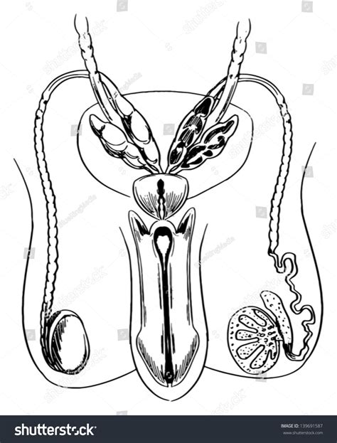 Diagram Male Reproductive System Stock Vector 139691587 Shutterstock