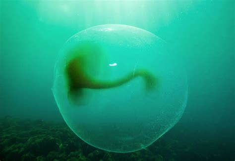 We did not find results for: Large gelatinous sphere off the west coast of Norway | Animal science, Norway, Coast