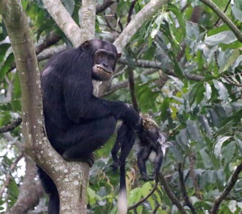 【閲覧注意】チンパンジーがどれだけヤバいかよく分かる画像 ポッカキット