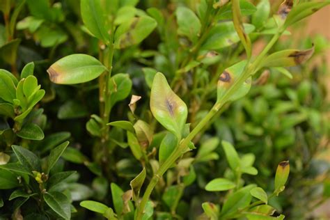 Heads Up Boxwood Lovers — Plant And Pest Advisory