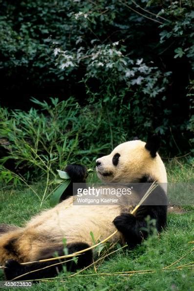 Austria Vienna Schonbrunn Zoo Panda Feeding On Bamboo News Photo