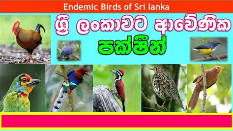 Endemic Birds Of Sri Lanka ශ්‍රී ලංකාවට ආවේණික පක්ෂීන් ඒක දේශික