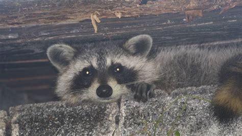 Effective Raccoon Removal and Control - Wildlife Solutions, Inc.