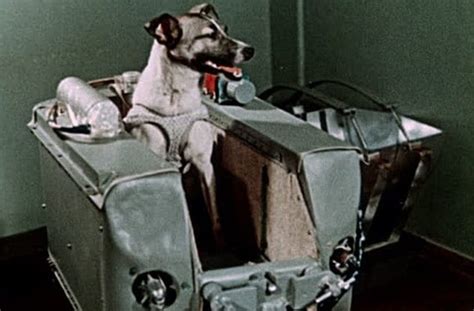 Her lethal sputnik 2 mission, when she was an unwitting pioneer in the the flights with dogs were made to determine the effects of space on living organisms. 10 Tragic Facts About Laika, The First Dog In Space ...