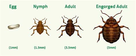 Bed Bug Size Comparison Are Bed Bugs Visible To The Eye