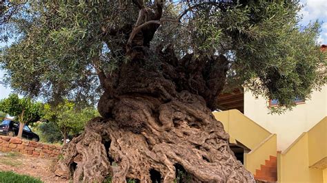 The Worlds Oldest Living Olive Tree Is On Crete