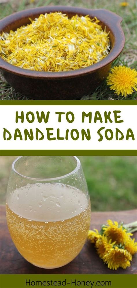 Dandelion Soda Recipe Naturally Fermented With A Ginger Bug Recipe
