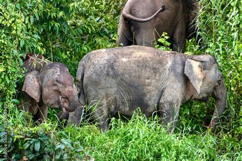 Borneo Pygmy Elephants Eating Plants Near The Kinabatangan River Sukau