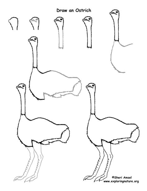 Draw this cute lion by following this drawing lesson. Ostrich Drawing Lesson
