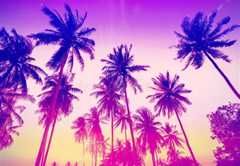 Vintage Toned Palm Trees Silhouettes At Sunset Stock Image Image Of