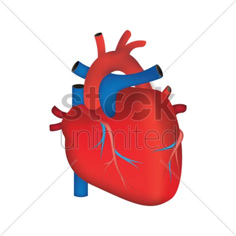 Human Heart Vector Image 1866359 Stockunlimited