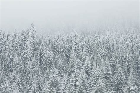 Snow Covered Trees Wallpaper Super Snow Covered Trees 28370