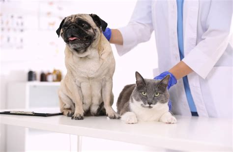 Veterinarian Provides 3 Holistic Options For Pets Diagnosed With Cancer
