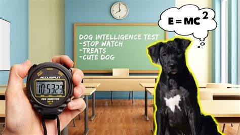 Dog Intelligence Test Youtube