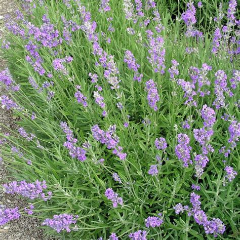 We did not find results for: Echter Lavendel: Duftende Heilpflanze | Echter lavendel ...